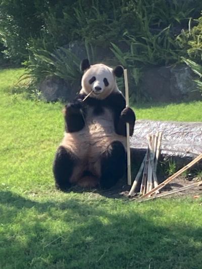 山口旅行帰りにパンダ！