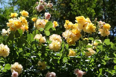 初夏の信州　薔薇紀行♪　Vol.174 ☆小諸：夢ハーベスト農場　初夏の花と薔薇の美しい庭園♪