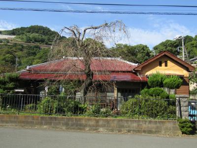 枝垂れ桜がある和洋折衷の家（神奈川県山北町山北）