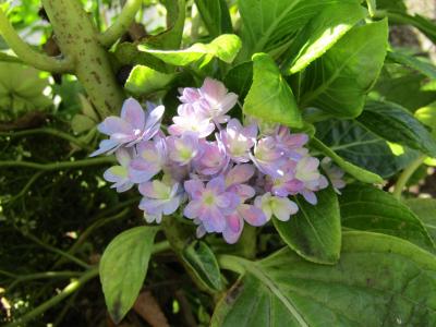 旧東海道の街路樹下に植えられた紫陽花が開花