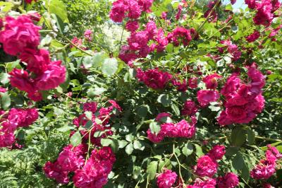 初夏の信州　薔薇紀行♪　Vol.178 ☆小諸：夢ハーベスト農場　初夏の花と薔薇の美しい庭園♪