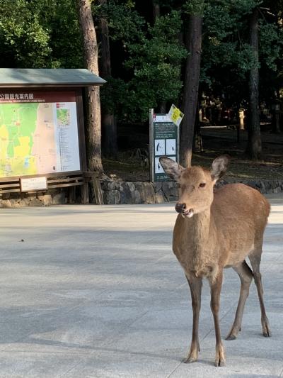 鹿に会いたくて…一泊二日の女一人奈良旅～１日目～