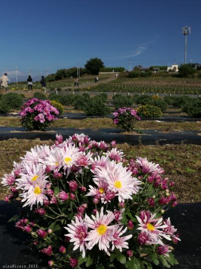 「小菊の里」の小菊_2022_少しだけ、咲き始めました。（群馬県・伊勢崎市）