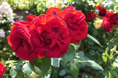 初夏の信州　薔薇紀行♪　Vol.183 ☆小諸：夢ハーベスト農場　初夏の花と薔薇の美しい庭園♪