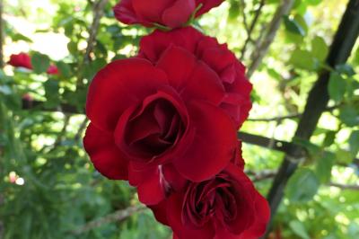 初夏の信州　薔薇紀行♪　Vol.184 ☆小諸：夢ハーベスト農場　初夏の花と薔薇の美しい庭園♪