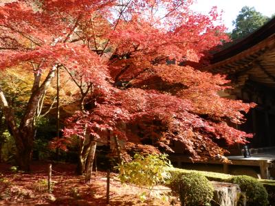 晩秋の紅葉めぐり　永源寺と湖東三山