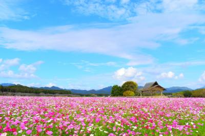 介護の合間にコスモス観賞『西都原古墳公園』