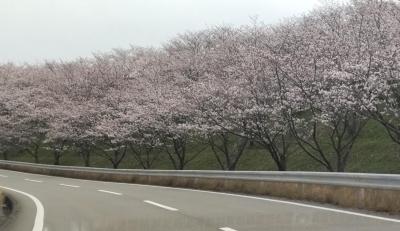 桜の季節の奇絶峡