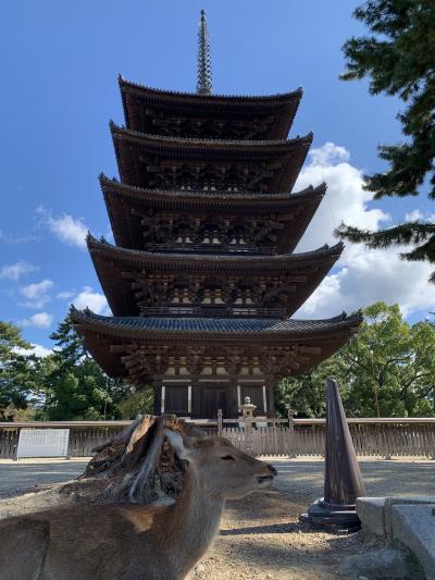 鹿に会いたくて…一泊二日の女一人奈良旅～２日目～