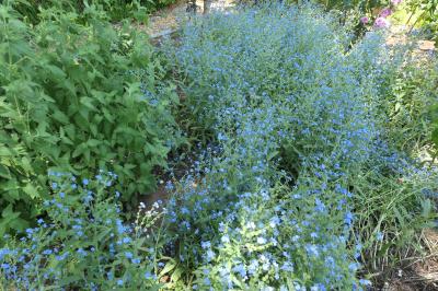 初夏の信州　薔薇紀行♪　Vol.188 ☆小諸：夢ハーベスト農場　初夏の花と薔薇の美しい庭園♪