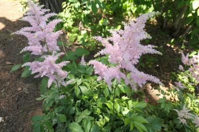 初夏の信州　薔薇紀行♪　Vol.189 ☆小諸：夢ハーベスト農場　初夏の花と薔薇の美しい庭園♪