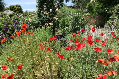 初夏の信州　薔薇紀行♪　Vol.194 ☆小諸：夢ハーベスト農場　初夏の花と薔薇の美しい庭園♪