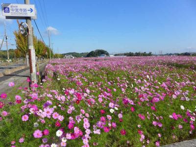 斑鳩のコスモス！満開の中宮寺跡史跡公園 