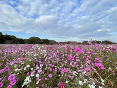 秋のバラ祭と「光の王国」を一度に楽しむハウステンボスと九州紅葉絶景３日間　1日目