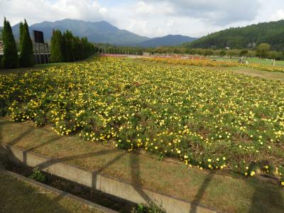 山中湖村の「花の都公園」で仲秋のお花畑を観賞