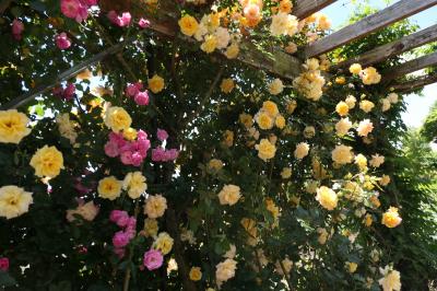 初夏の信州　薔薇紀行♪　Vol.201 ☆小諸：夢ハーベスト農場　初夏の花と薔薇の美しい庭園♪