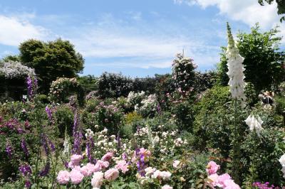 初夏の信州　薔薇紀行♪　Vol.206 ☆小諸：夢ハーベスト農場　初夏の花と薔薇の美しい庭園♪