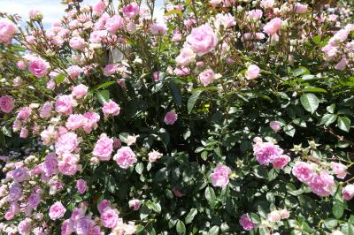 初夏の信州　薔薇紀行♪　Vol.210 ☆小諸：夢ハーベスト農場　初夏の花と薔薇の美しい庭園♪
