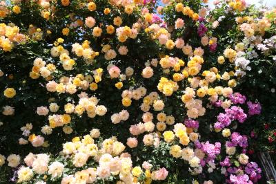 初夏の信州　薔薇紀行♪　Vol.212 ☆小諸：夢ハーベスト農場　初夏の花と薔薇の美しい庭園♪