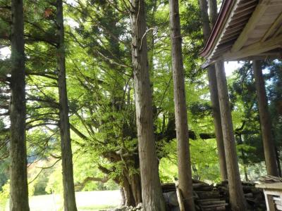 諏訪神社と天然記念物　岩館のイチョウ