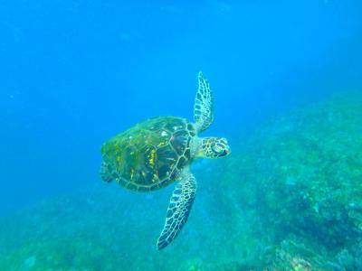 八丈島旅行2022②