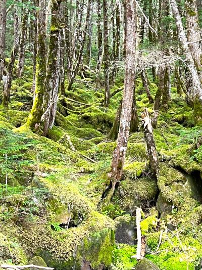 八ヶ岳山麓周遊(1) 苔の原生林と白駒の池 トレッキング