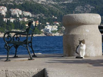 海と遺跡ときどき猫・アドリア海～エーゲ海沿岸の旅（２：ドブロブニク旧市街歩き）