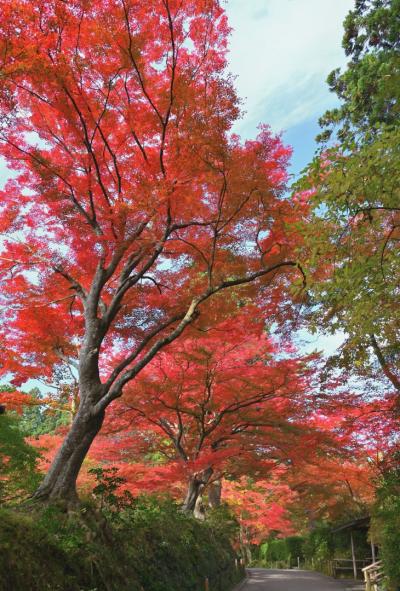 秋の東北３県紅葉巡り《５》～平泉散歩①／奥州藤原氏３代の栄華を今に伝える中尊寺へ～