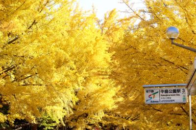 街じゅうが紅葉のピークを迎えた札幌
