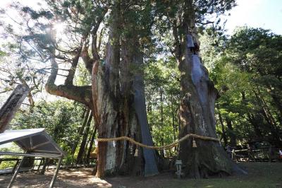 四国３県秋晴れの旅　高知県①　杉の大杉・大杉の苑と竹林寺