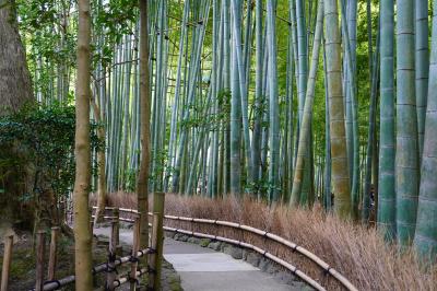 【鎌倉 日帰りさんぽ】定番の寺社仏閣めぐり&amp;生しらすと穴場カフェ