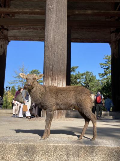 奈良の定番観光地をぶらぶら