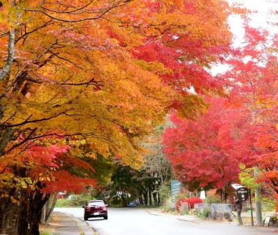 団塊夫婦の日本紅葉を巡る旅・2022甲信ー（１）雨の中でも見ごたえがあった八ヶ岳山麓の紅葉