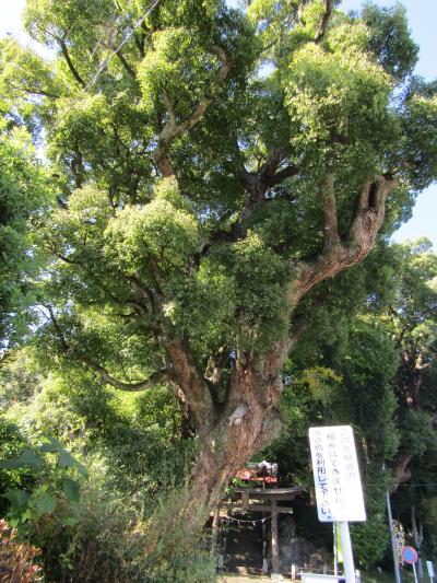 八幡神社のくすのき（神奈川県山北町岸）