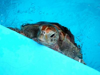【最終値下げ】ご当地キティ 小笠原諸島 ウミガメなど5点 激レア】ご当地キティ 小笠原諸島限定 12個セット - メルカリ