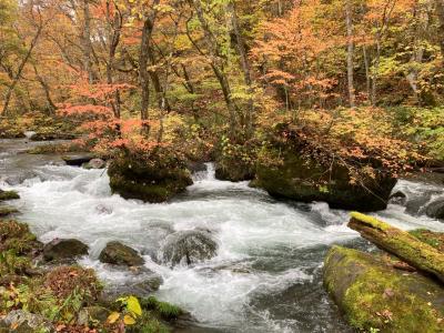 紅葉の見頃は難しい…青森旅！