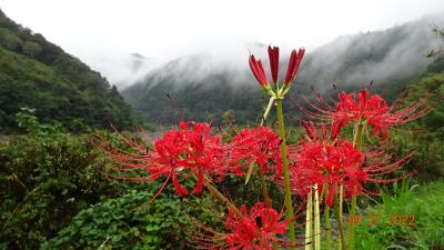 2日目　レンタカーで巡る 高知～桂浜～四万十川～宇和島～下灘～松山～道後温泉　