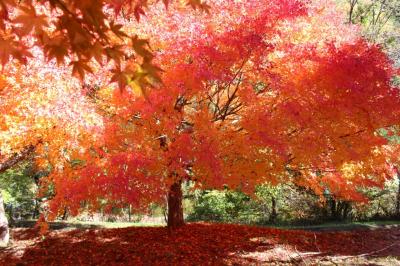 2022全国旅行支援を使って紅葉狩りに行ってきた！（その１）～もみじ湖、天龍峡～