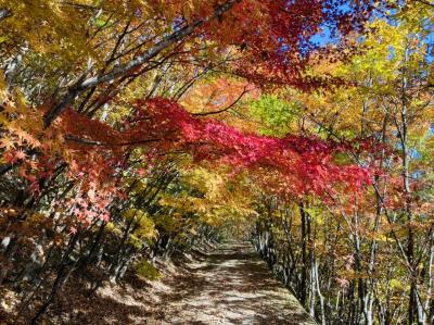 善光寺の裏山　紅葉の地附山トレッキング