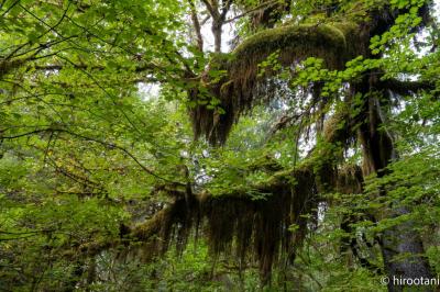 2022 米国ワシントン州国立公園キャンプ旅行(4)オリンピック国立公園 ホー・レインフォレスト