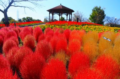 見頃はちょっと過ぎたかな？二色のもこもこコキアが可愛いな♪　名古屋市戸田川緑地公園♪