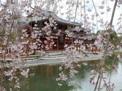 春爛漫の京都2泊3日 ③　宇治で抹茶三昧