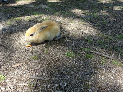 setowa広島ワイドパスで大久野島訪問　～混雑しつつもうさぎに癒される～