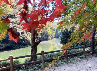 秋の鎌倉市大船紀行--鎌倉湖散策とアメリカザリガニ発祥の地-
