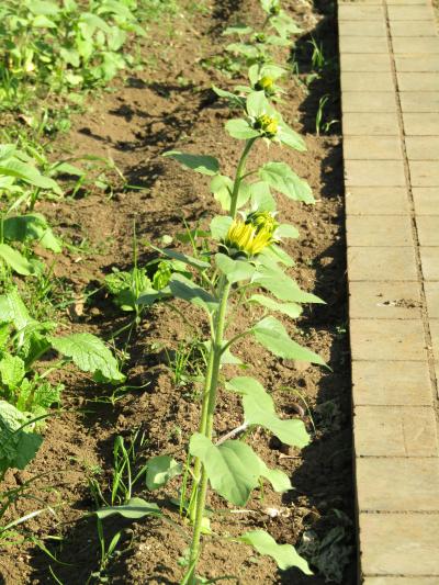 富士山が見える「川とのふれあい公園」の花壇のヒマワリ（神奈川県寒川町一之宮）