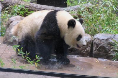 上野動物園のパンダ