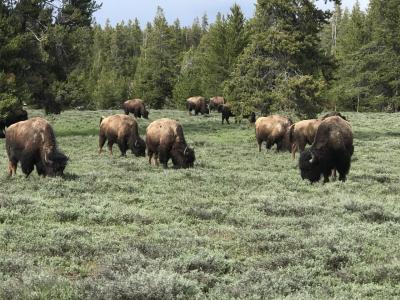 ワイオミング州 イエローストーン国立公園　－　バイソンの群れに遭遇