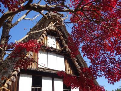 秋の川崎紀行、紅葉始まった川崎生田緑地を往く