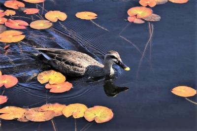 2022年最初で最後の尾瀬行は山小屋閉め直前②尾瀬ヶ原上田代から中田代龍宮小屋へ……ビールぐびぐび!