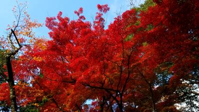 長野で紅葉狩り　１